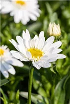 Leucanthemum x superbum 'Sweet Daisy' - Großblumige Margerite 'Sweet Daisy' Leucanthemum x superbum 'Sweet Daisy' - Großblumige Margerite 'Sweet Daisy'