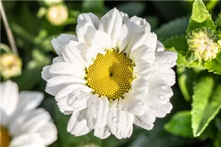 Leucanthemum x superbum 'Sweet Daisy' - Großblumige Margerite 'Sweet Daisy' Leucanthemum x superbum 'Sweet Daisy' - Großblumige Margerite 'Sweet Daisy'