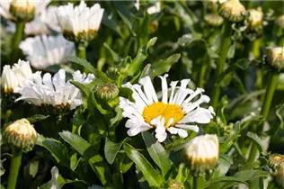 Leucanthemum x superbum 'Sweet Daisy' - Großblumige Margerite 'Sweet Daisy' Leucanthemum x superbum 'Sweet Daisy' - Großblumige Margerite 'Sweet Daisy'