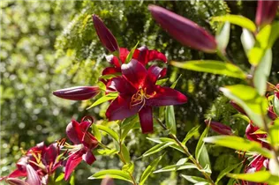 Blumenzwiebeln - Lilien Claude Shride