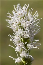 Liatris spicata 'Alba' - Ährige Prachtscharte 'Alba' Liatris spicata 'Alba' - Ährige Prachtscharte 'Alba'