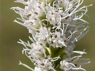 Liatris spicata 'Alba' - Ährige Prachtscharte 'Alba' Liatris spicata 'Alba' - Ährige Prachtscharte 'Alba'