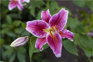 Lilium 'Stargazer' - Orientalische Lilie 'Stargazer' Lilium 'Stargazer' - Orientalische Lilie 'Stargazer'