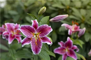 Lilium 'Stargazer' - Orientalische Lilie 'Stargazer' Lilium 'Stargazer' - Orientalische Lilie 'Stargazer'