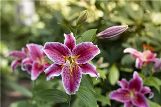 Lilium 'Stargazer' - Orientalische Lilie 'Stargazer' Lilium 'Stargazer' - Orientalische Lilie 'Stargazer'