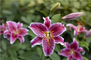 Lilium 'Stargazer' - Orientalische Lilie 'Stargazer' Lilium 'Stargazer' - Orientalische Lilie 'Stargazer'