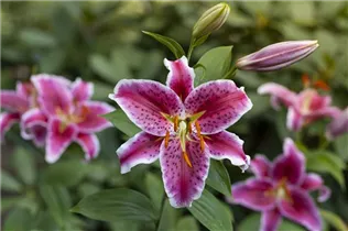 Lilium 'Stargazer' - Orientalische Lilie 'Stargazer' Lilium 'Stargazer' - Orientalische Lilie 'Stargazer'