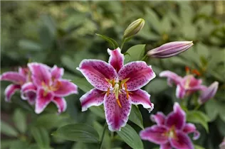Lilium 'Stargazer' - Orientalische Lilie 'Stargazer' Lilium 'Stargazer' - Orientalische Lilie 'Stargazer'