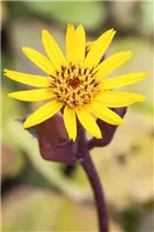 Ligularia dentata - Strauß-Goldkolben Ligularia dentata - Strauß-Goldkolben