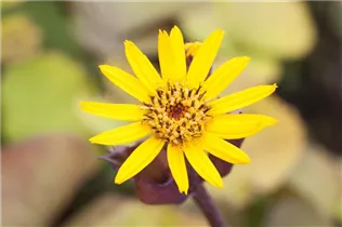Ligularia dentata - Strauß-Goldkolben Ligularia dentata - Strauß-Goldkolben