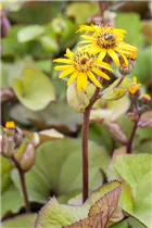 Ligularia dentata - Strauß-Goldkolben Ligularia dentata - Strauß-Goldkolben