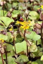 Ligularia dentata - Strauß-Goldkolben Ligularia dentata - Strauß-Goldkolben