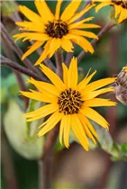 Ligularia dentata - Strauß-Goldkolben Ligularia dentata - Strauß-Goldkolben