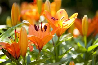 Lilium 'Tiny' - Asiatische Lilie 'Tiny'