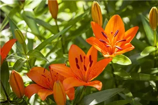Lilium 'Tiny' - Asiatische Lilie 'Tiny'