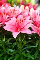 Lilium 'Tiny' - Asiatische Lilie 'Tiny'