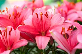 Lilium 'Tiny' - Asiatische Lilie 'Tiny'