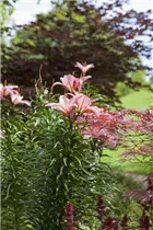 Lilium 'Toronto' - Asiatische Lilie 'Toronto'