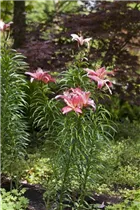 Lilium 'Toronto' - Asiatische Lilie 'Toronto'