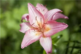 Lilium 'Toronto' - Asiatische Lilie 'Toronto'