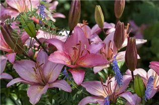 Lilium, duftend - Duftlilie