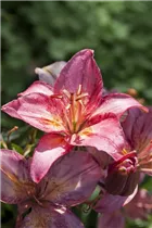 Lilium 'Toronto' - Asiatische Lilie 'Toronto'