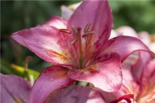 Lilium 'Toronto' - Asiatische Lilie 'Toronto'