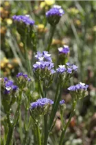 Limonium sinuatum - Geflügelter Strandflieder Limonium sinuatum - Geflügelter Strandflieder