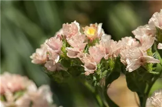 Limonium sinuatum - Geflügelter Strandflieder Limonium sinuatum - Geflügelter Strandflieder