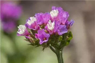 Limonium sinuatum - Geflügelter Strandflieder Limonium sinuatum - Geflügelter Strandflieder