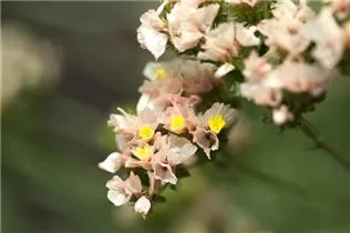 Limonium sinuatum - Geflügelter Strandflieder Limonium sinuatum - Geflügelter Strandflieder
