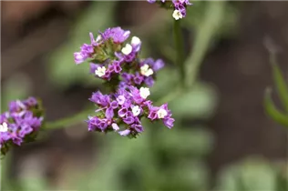 Limonium sinuatum - Geflügelter Strandflieder Limonium sinuatum - Geflügelter Strandflieder