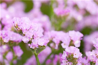 Limonium sinuatum 'Pastel Shades' - Strandflieder 'Pastel Shades'