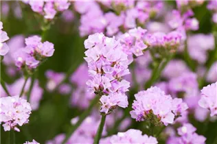 Limonium sinuatum 'Pastel Shades' - Strandflieder 'Pastel Shades'