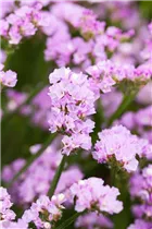 Limonium sinuatum 'Pastel Shades' - Strandflieder 'Pastel Shades'