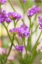 Limonium sinuatum 'Pastel Shades' - Strandflieder 'Pastel Shades'
