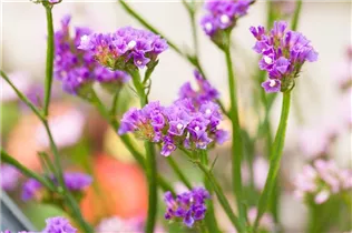 Limonium sinuatum 'Pastel Shades' - Strandflieder 'Pastel Shades'