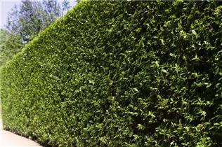 Ligustrum ovalifolium - Ovalblättriger Liguster Ligustrum ovalifolium - Ovalblättriger Liguster