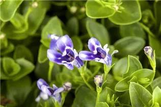 Lindernia grandiflora - Großblütiges Büchsenkraut