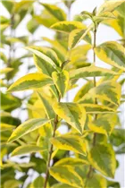 Ligustrum ovalifolium 'Aureum' - Goldliguster 'Aureum' Ligustrum ovalifolium 'Aureum' - Goldliguster 'Aureum'