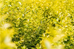 Ligustrum ovalifolium 'Aureum' - Goldliguster 'Aureum' Ligustrum ovalifolium 'Aureum' - Goldliguster 'Aureum'