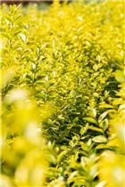 Ligustrum ovalifolium 'Aureum' - Goldliguster 'Aureum' Ligustrum ovalifolium 'Aureum' - Goldliguster 'Aureum'