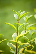 Ligustrum ovalifolium 'Aureum' - Goldliguster 'Aureum' Ligustrum ovalifolium 'Aureum' - Goldliguster 'Aureum'