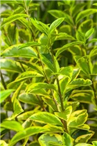 Ligustrum ovalifolium 'Aureum' - Goldliguster 'Aureum' Ligustrum ovalifolium 'Aureum' - Goldliguster 'Aureum'
