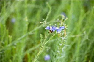 Linum perenne - Stauden-Lein Linum perenne - Stauden-Lein