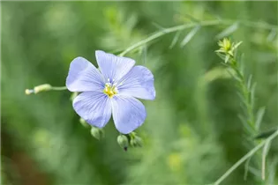 Linum perenne - Stauden-Lein Linum perenne - Stauden-Lein