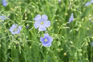 Linum perenne - Stauden-Lein Linum perenne - Stauden-Lein