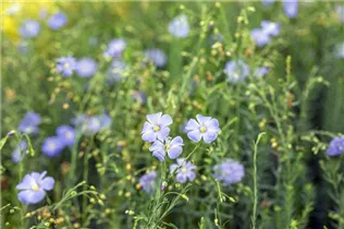 Linum perenne - Stauden-Lein Linum perenne - Stauden-Lein
