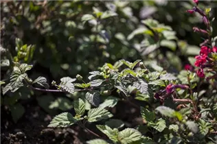 Lippia dulcis - Azteken-Süßkraut Lippia dulcis - Azteken-Süßkraut