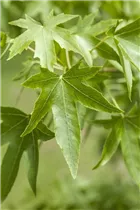 Liquidambar styraciflua - Amerikanischer Amberbaum Liquidambar styraciflua - Amerikanischer Amberbaum